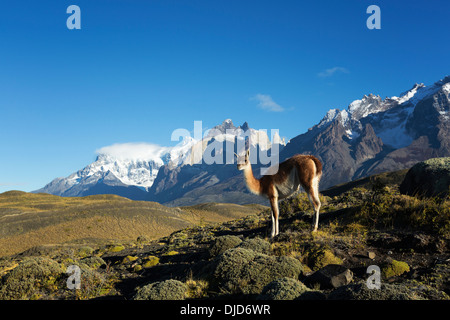 Le guanaco (Lama guanicoe) debout sur la colline avec les montagnes de Torres del Paine en arrière-plan.Patagonie.Chili Banque D'Images