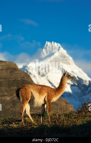 Le guanaco (Lama guanicoe) debout sur la colline avec les montagnes de Torres del Paine en arrière-plan.Patagonie.Chili Banque D'Images
