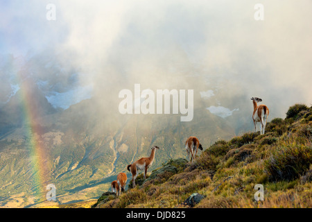 Petit groupe de guanacos (Lama guanicoe) debout dans la brume sur la colline avec les montagnes de Torres del Paine et un arc-en-ciel dans le Banque D'Images