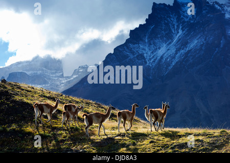 Petit groupe de guanaco (Lama guanicoe) debout sur la colline avec les montagnes de Torres del Paine en arrière-plan.Patagonie.Chili Banque D'Images