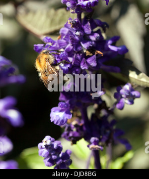 Macro image d'un bourdon la collecte du pollen d'une fleur pourpre dans les jardins à Walmer Walmer, Csastle, Deal, Kent. Banque D'Images