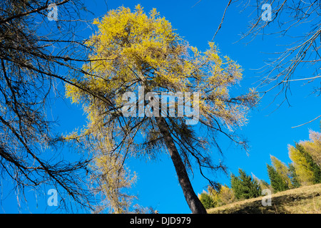 L'automne dans le Val di Scalve, Alpes, Italie Banque D'Images