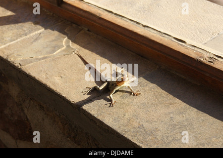 Rock namibienne (genre Agama lizard) sur un rebord de fenêtre se réchauffer Banque D'Images