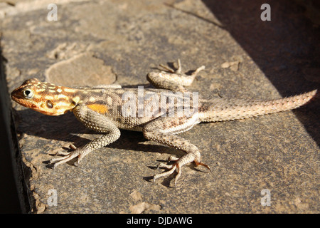 Rock namibienne (genre Agama lizard) sur un rebord de fenêtre se réchauffer Banque D'Images