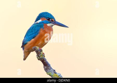 Kingfisher (Alcedo atthis) sur une branche, Hesse du Nord, Hesse, Allemagne Banque D'Images