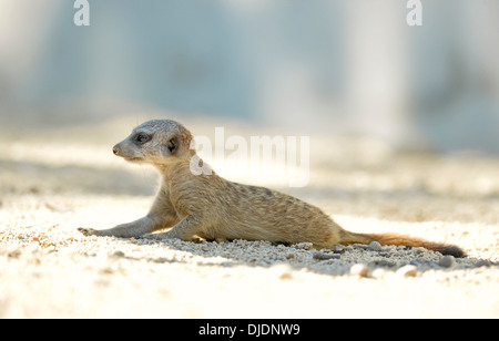 Meerkat (Suricata suricatta), les jeunes, les autochtones à l'Afrique, captive, Bade-Wurtemberg, Allemagne Banque D'Images