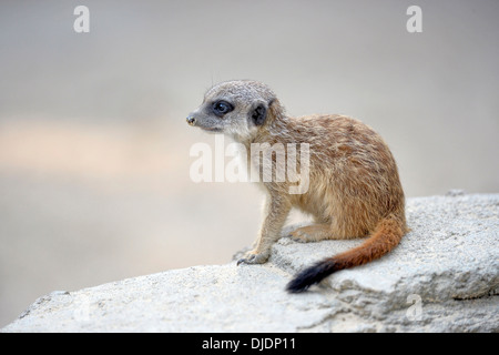 Meerkat (Suricata suricatta), les jeunes, les autochtones à l'Afrique, captive, Bade-Wurtemberg, Allemagne Banque D'Images