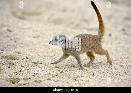 Meerkat (Suricata suricatta), les jeunes, les autochtones à l'Afrique, captive, Bade-Wurtemberg, Allemagne Banque D'Images