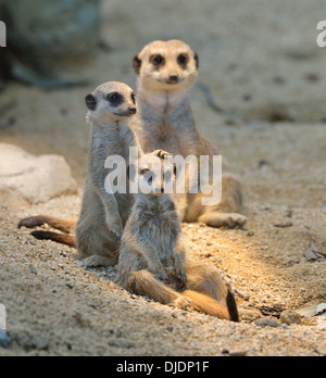 Les suricates (Suricata suricatta) petits et les animaux adultes, l'occurrence l'Afrique, captive, Bade-Wurtemberg, Allemagne Banque D'Images