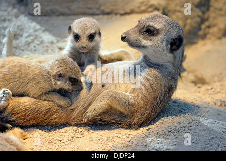 Les suricates (Suricata suricatta) mère suckling young, originaire d'Afrique, captive, Bade-Wurtemberg, Allemagne Banque D'Images