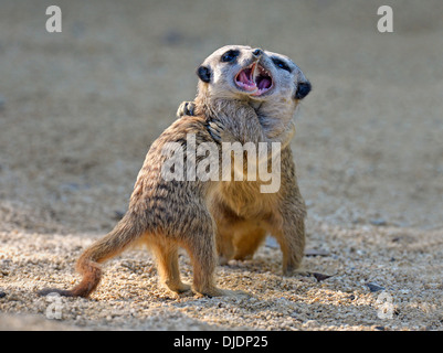 Les suricates (Suricata suricatta), jouer les jeunes, bagarre, originaire d'Afrique, captive, Bade-Wurtemberg, Allemagne Banque D'Images