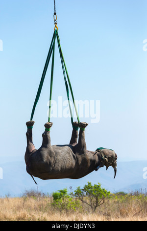 Le Rhinocéros noir (Diceros bicornis) transportés par hélicoptère dans un endroit sûr.Ithala game reserve.Afrique du Sud Banque D'Images