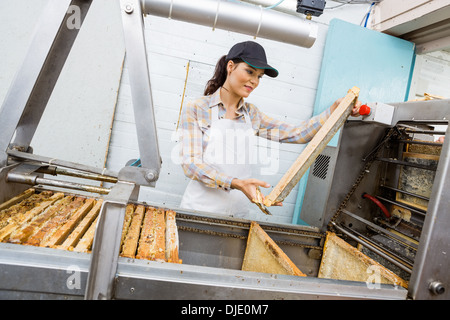 Femme à la recherche d'abeilles à l'Apiculteur Frame Banque D'Images