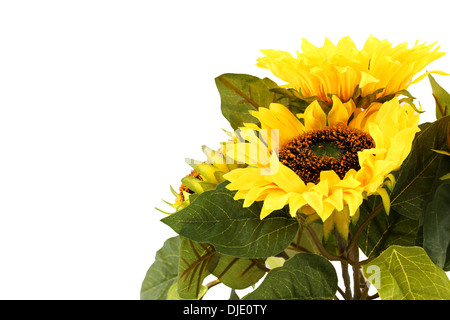 Tournesols dans un vase isolé sur fond blanc. Banque D'Images