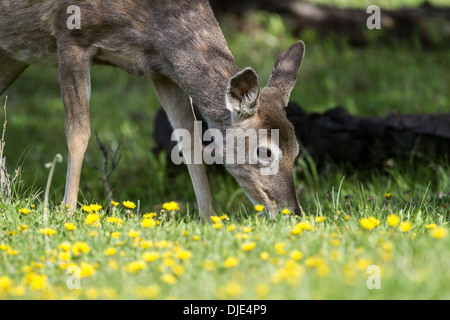 Cerf de Virginie (Odocoileus virginianus). Le pâturage à la lisière de la forêt. Photo panoramique avec fleurs en premier plan. Banque D'Images