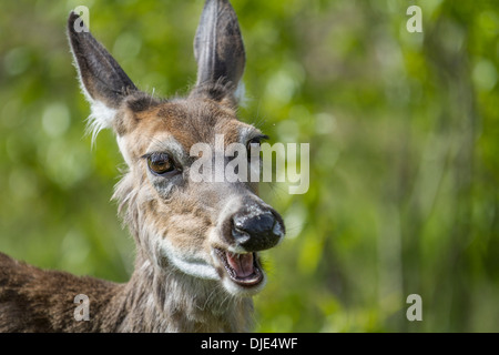 Cerf de Virginie (Odocoileus virginianus) Debout et l'écoute, avec la bouche ouverte et se redressa les oreilles. Banque D'Images