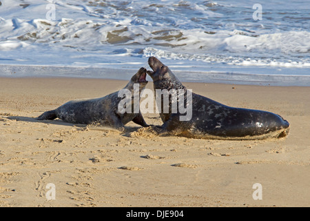 Paire de phoques gris sur la plage Banque D'Images