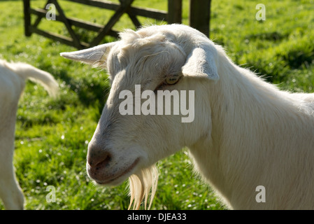 Tête d'une chèvre saanen dit s avec sa barbe. Banque D'Images