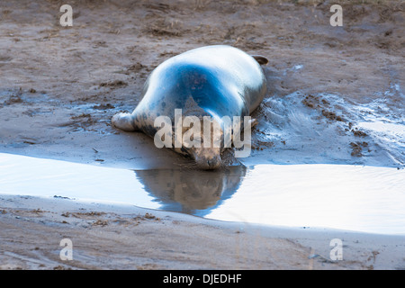 Phoque gris (Halichoerus grypus) sur la plage, Donna Nook, UK Banque D'Images