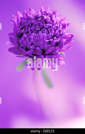 Un lilas fleur aster parfait Jane Ann Butler Photography JABP866 Banque D'Images