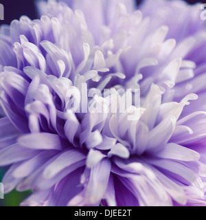 De magnifiques fleurs aster bleu Jane Ann Butler Photography JABP862 Banque D'Images