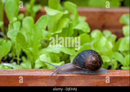 Jardin commun (escargots Helix aspersa / Cornu aspersum / Cryptomphalus aspersus) laitue raids patch en potager Banque D'Images