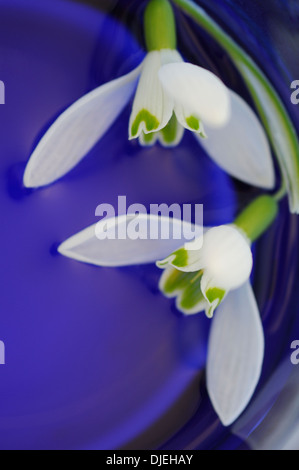Perce-neige en verre bleu Banque D'Images