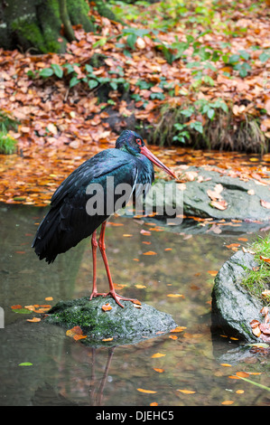 La cigogne noire (Ciconia nigra) debout sur rock en piscine en forêt d'automne Banque D'Images