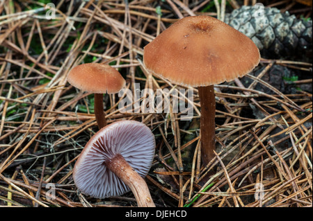 Le fourbe Scurfy toadstools (Laccaria proxima) dans les forêts de conifères en automne Banque D'Images