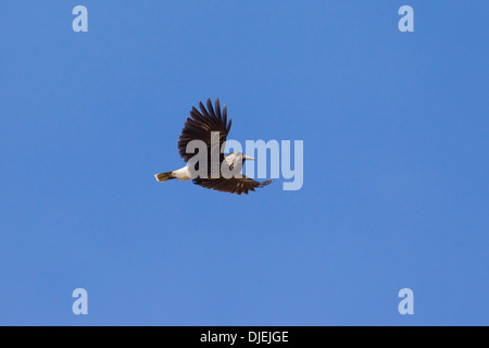 Spotted nutcracker / Casse-Noisette (Nucifraga caryocatactes eurasienne) en vol dans les Alpes Banque D'Images