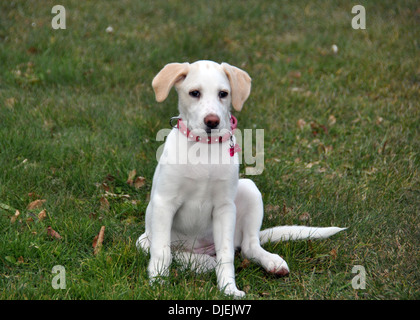 Mignon chiot de race mixte assis dans l'herbe. Banque D'Images