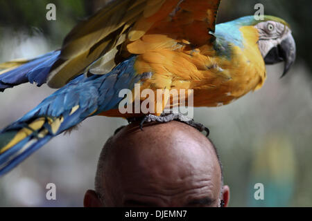 Gaza, Territoires Palestiniens, . 27 nov., 2013. a 6 mois-vieux parrot repose sur le dessus la tête d'un visiteur au zoo de Rafah dans le sud de la bande de Gaza le 27 novembre 2013 De nombreux oiseaux appartiennent à l'ara perroquets ont été introduites en contrebande dans Gaza de l'Egypte par les tunnels dans le sud de la bande de Gaza.Photo : Ahmed Deeb/NurPhoto NurPhoto © Ahmed Deeb//ZUMAPRESS.com/Alamy Live News Banque D'Images