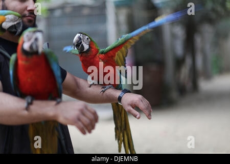 Gaza, Territoires Palestiniens, . 27 nov., 2013. Les oiseaux appartiennent à l'ara perroquets s'asseoir sur les bras et les épaules de la gardienne, Ahmed Jomaa 20 ans au zoo de Rafah dans le sud de la bande de Gaza le 27 novembre 2013, de nombreux animaux ont été introduites en contrebande dans Gaza de l'Egypte par les tunnels dans le sud de la bande de Gaza.Photo : Ahmed Deeb/NurPhoto NurPhoto © Ahmed Deeb//ZUMAPRESS.com/Alamy Live News Banque D'Images