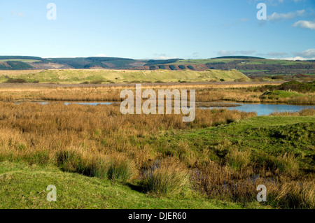 Inondé Dune Slack, réserve naturelle nationale de Kenfig, près de Port Talbot, Pays de Galles du Sud. Banque D'Images