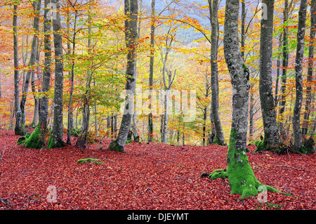 Forêt en automne avec des couleurs vives Banque D'Images