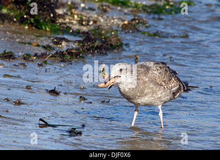 Mouette de l'Ouest immature mangeant Starfish Banque D'Images