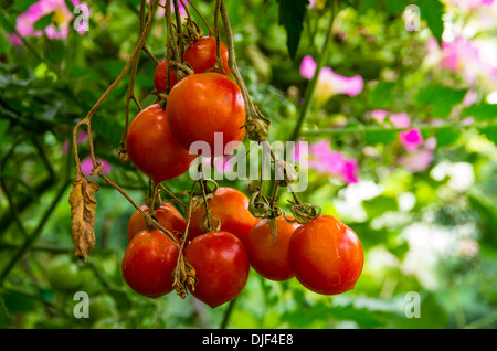 Tomates cerises rouges et vertes dans le jardin en pleine croissance Banque D'Images