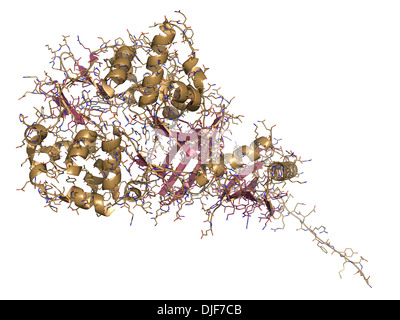 La protéine kinase activée par l'AMP (AMPK) avec fragment a lié. L'AMPK régule le métabolisme cellulaire en fonction de la disponibilité de l'énergie Banque D'Images