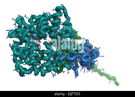 La protéine kinase activée par l'AMP (AMPK) avec fragment a lié. L'AMPK régule le métabolisme cellulaire en fonction de la disponibilité de l'énergie Banque D'Images