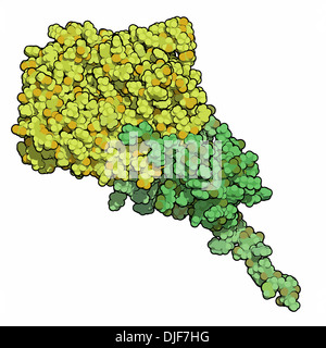 La protéine kinase activée par l'AMP (AMPK) avec fragment a lié. L'AMPK régule le métabolisme cellulaire en fonction de la disponibilité de l'énergie Banque D'Images