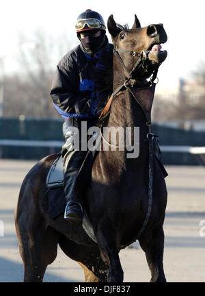 Feb 02, 2008 - South Ozone Park, Queens, NY, USA - chevaux quitter la piste après une séance d'entraînement ce matin. Course d'hiver à l'hippodrome Aqueduct dans South Ozone Park, Queens, New York. Aqueduc, également connu sous le nom de "Grand UN", a ouvert ses portes le 27 septembre 1894 dans le Queens. En 1941, un nouveau pavillon et suivre les offices ont été construites. La voie a été démolie en 1956 et le nouveau "grand un" a ouvert ses portes en 1959. En 1975, le Banque D'Images