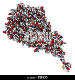 La protéine kinase activée par l'AMP (AMPK) avec fragment a lié. L'AMPK régule le métabolisme cellulaire en fonction de la disponibilité de l'énergie Banque D'Images