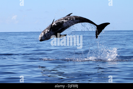 Violations de dauphins de Risso hors de l'eau (Grampus griseus) l'île de Pico, Açores, Océan Atlantique Banque D'Images