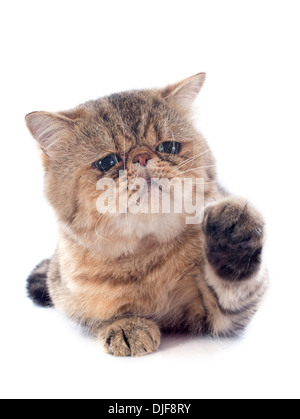 Exotic shorthair cat in front of white background Banque D'Images