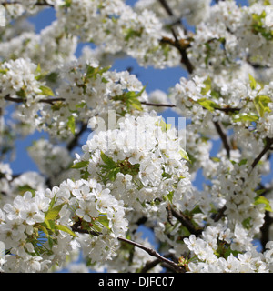 Fleurs sur un arbre de la cerise dans un jardin au printemps Banque D'Images