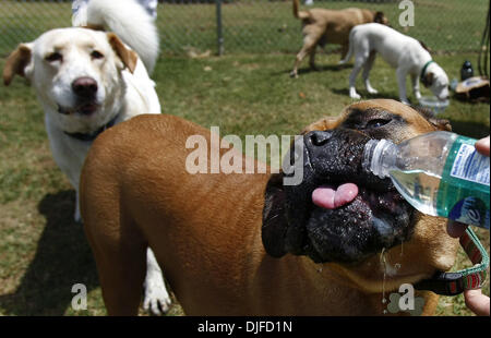 Juin 05, 2010 - Memphis, TN, États-Unis - 5 juin 10 (mwdog) Photo par Mark Weber - Savannah un bull mastiff mix tours un peu d' eau après avoir joué avec son toutou pals à l'inauguration de la ville de Memphis Dog Park sur Avery samedi matin. Le premier parc à chiens sera ouvert de 6 h à 20 h en été, et de 6 h 00 à 18 heures en hiver. (Crédit Image : © Le Commerc Banque D'Images