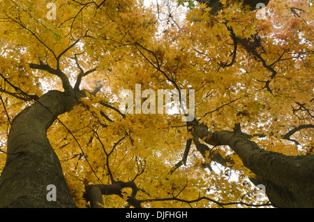 Feuilles d'érable japonais couvert des arbres à l'automne sur jour brumeux jaune vif contrastant avec des feuilles orange pointe de rosée sur eux Banque D'Images