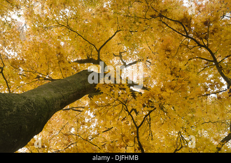 Feuilles d'érable japonais couvert des arbres à l'automne sur jour brumeux jaune vif contrastant avec des feuilles orange pointe de rosée sur eux Banque D'Images