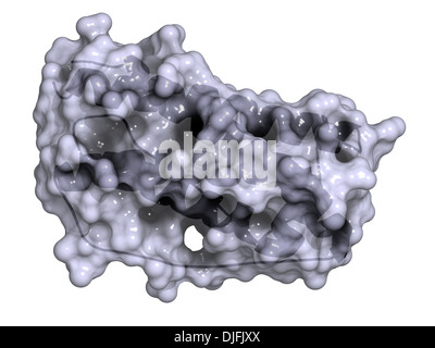 Facteur de stimulation des colonies de granulocytes (GCSF, le filgrastim) molécule. Utilisé pour traiter la neutropénie. Banque D'Images