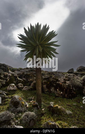 Un Lobelia géant sur le plateau de Sanetti, montagnes de balle, de l'Éthiopie Banque D'Images